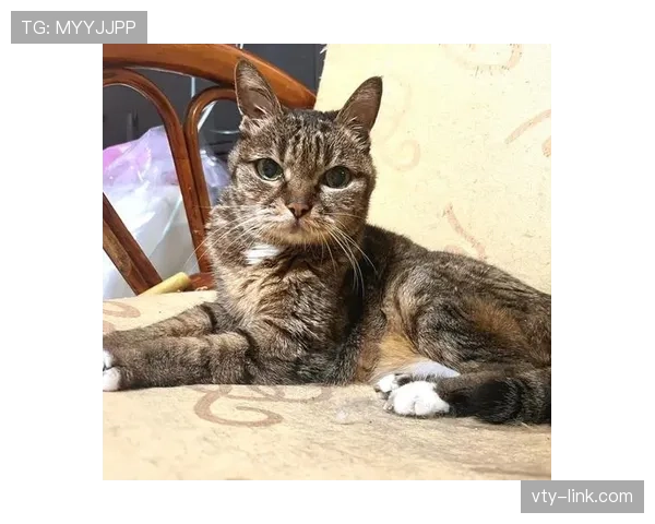 掌敏洁家的猫都比你自律